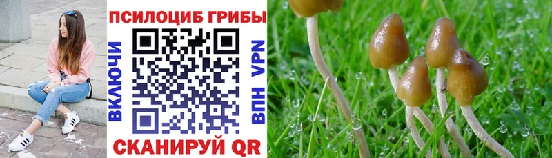 продажа наркотиков  Балтийск  Псилоцибиновые грибы Psilocybine cubensis 